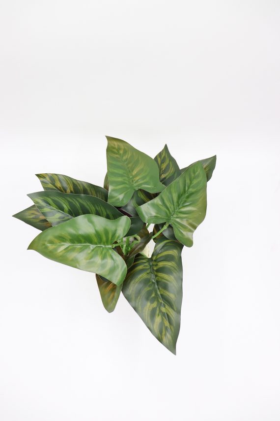 Hypoestes White and Red - Polka Dot plant - Image 3