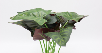 Hypoestes White and Red - Polka Dot plant